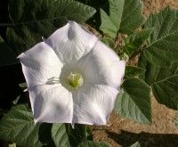 Datura_wrightii_flower_2002-10-08