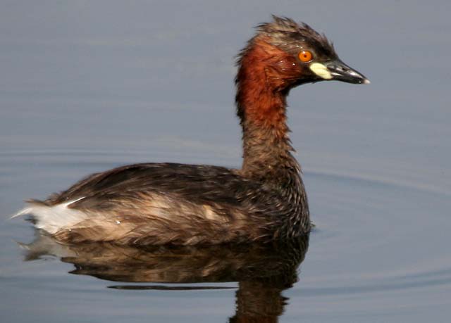 This is a Dabchick.