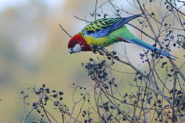 An Australian Parakeet is an Eastern Rosella.