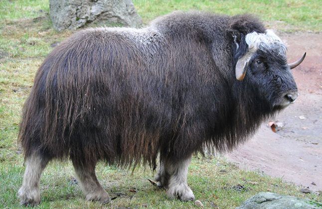 special kind of wool with Q without U following