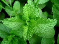 Mint leaves