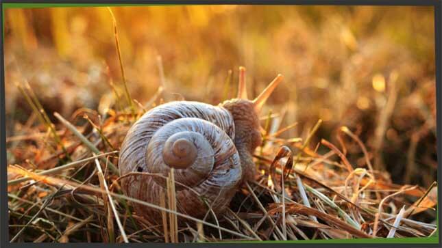 sluggish snail
