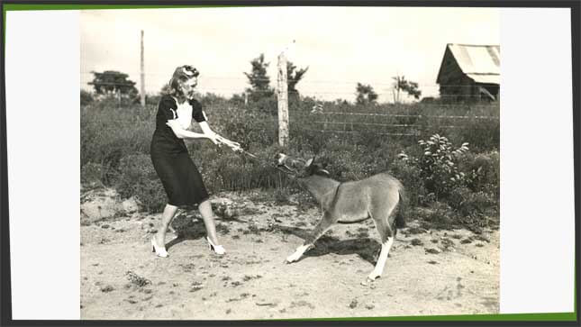 mule stubborn