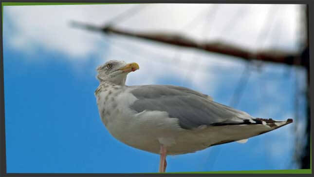 Sinbads Bird Crossword - prntbl.concejomunicipaldechinu.gov.co