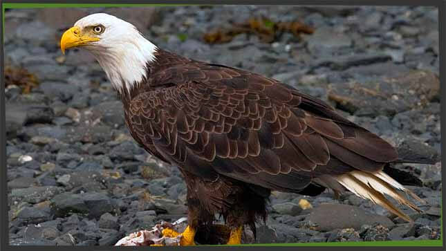 Conquer the Formidable Bird of Prey | word-grabber.com